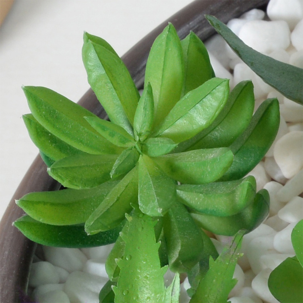 Succulent Arrangement Mini - Plastic Based For Mini Bonsai Style