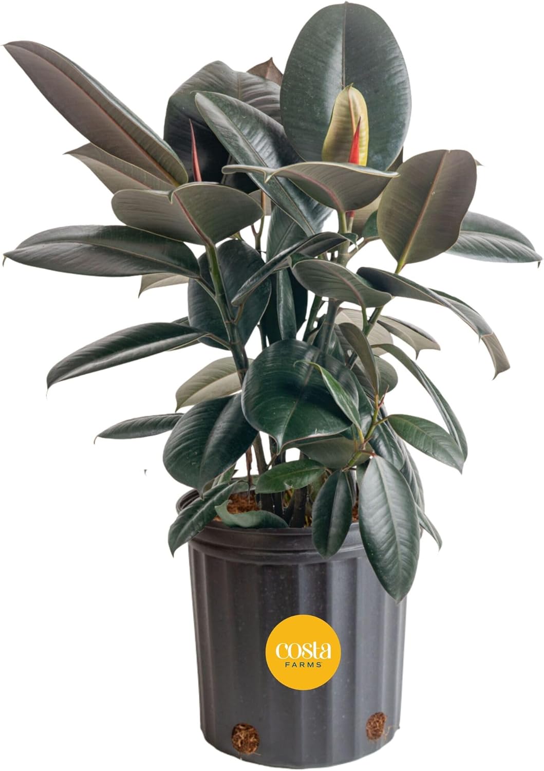 Burgundy Rubber Plant, Live Fi - огляд і ціна Rubber Plant Ficus