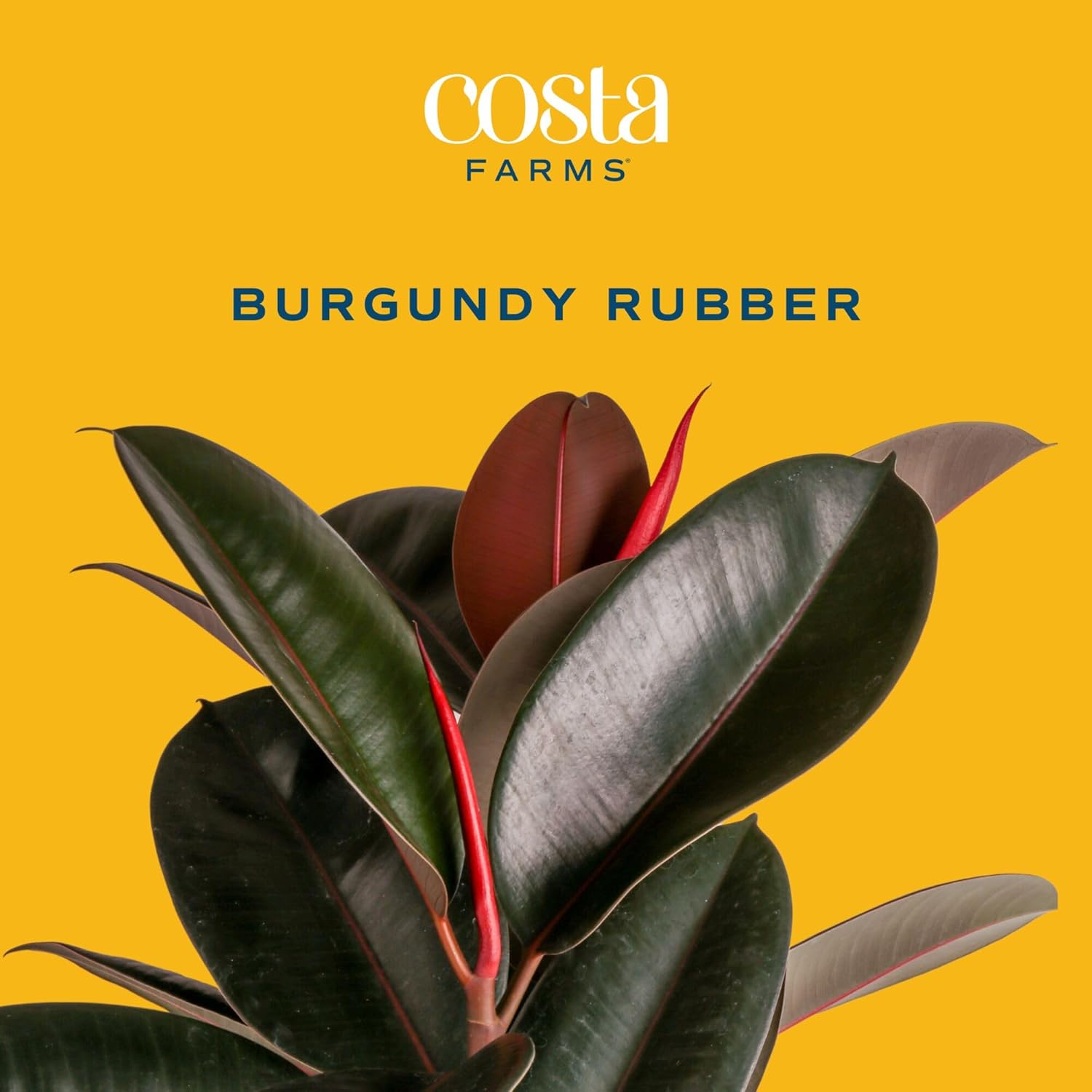 Burgundy Rubber Plant, Live Fi - огляд і ціна Rubber Plant Ficus