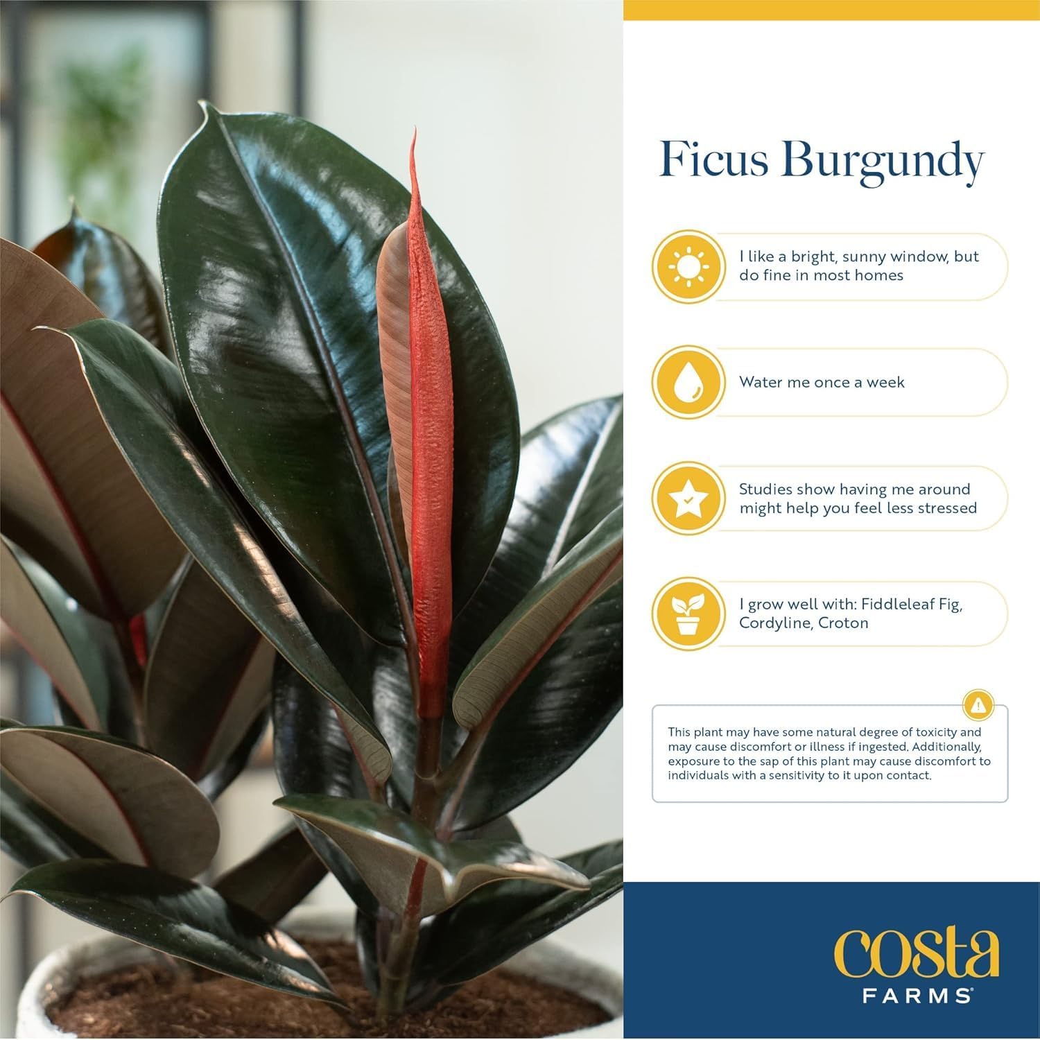 Burgundy Rubber Plant, Live Fi - огляд і ціна Rubber Plant Ficus