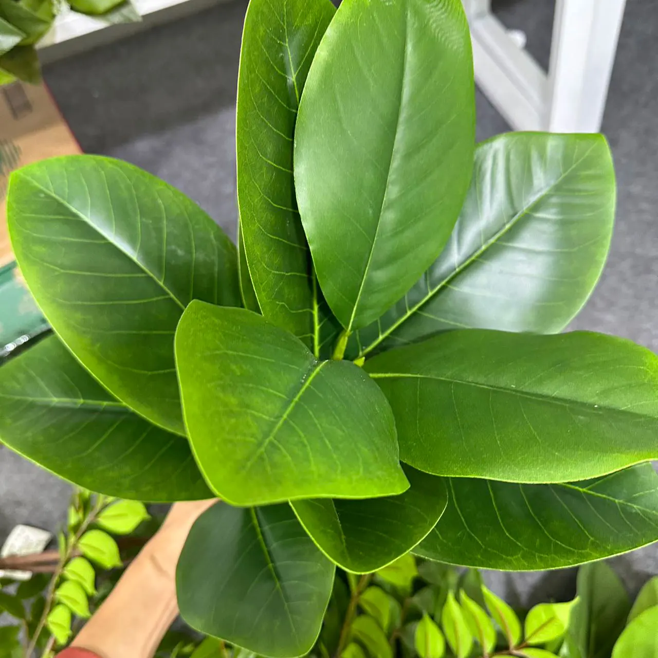 70/135cm Artificial Ficus Tree - огляд і ціна Rubber Plant Ficus